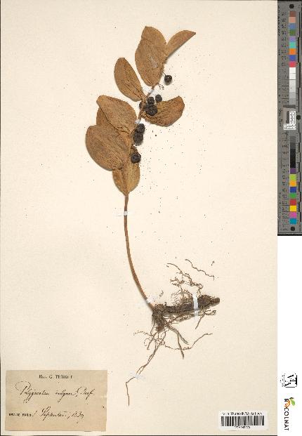spécimen de Polygonatum vulgare