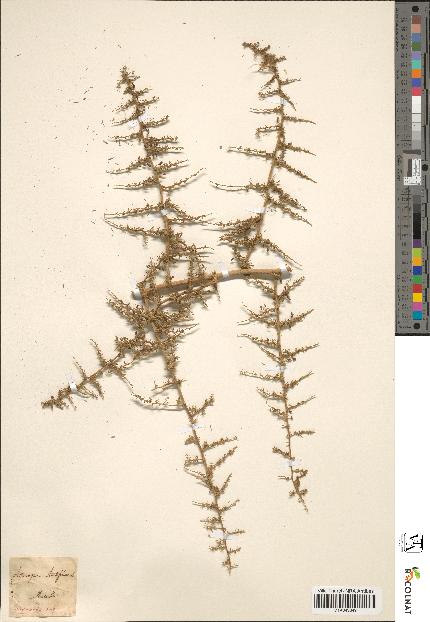 spécimen de Asparagus acutifolius
