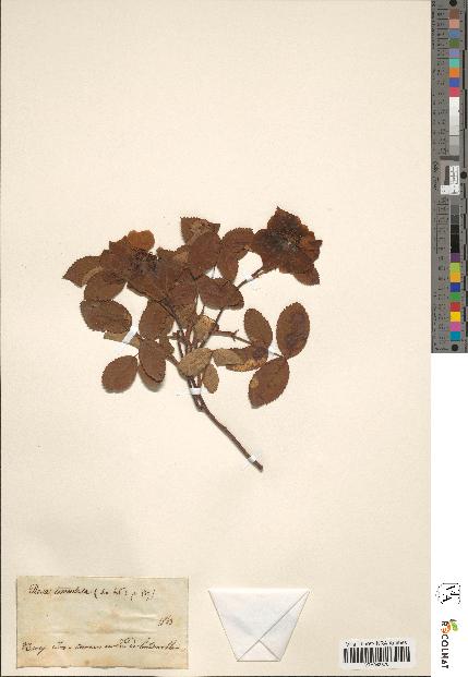 spécimen de Rosa tomentosa