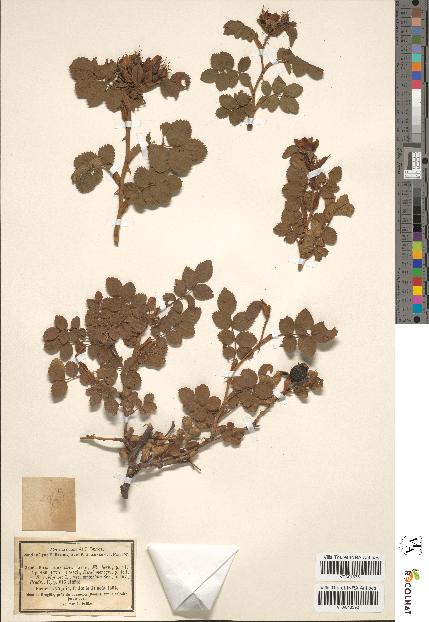 spécimen de Rosa umbellata