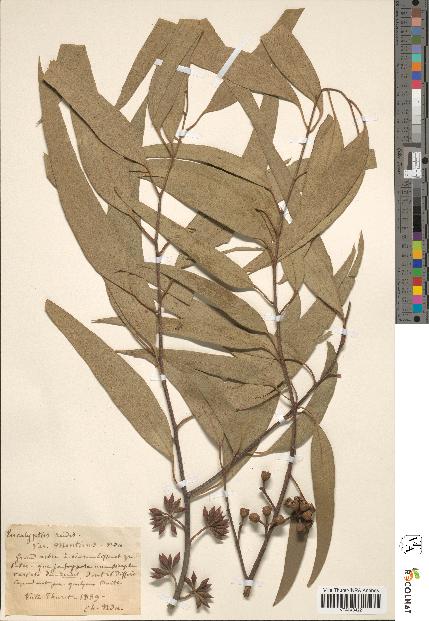 spécimen de Eucalyptus rudis