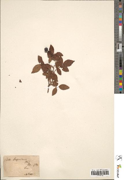 spécimen de Rosa sempervirens