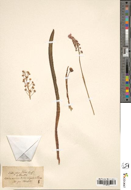 spécimen de Scilla parviflora