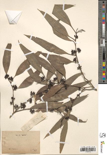 spécimen de Eucalyptus sp.