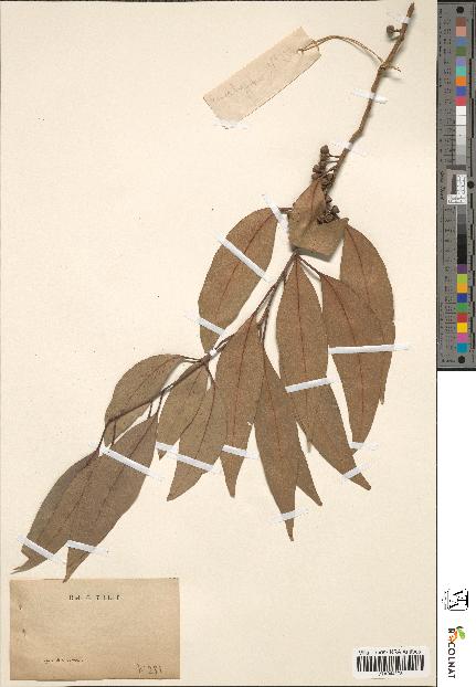 spécimen de Eucalyptus sp.