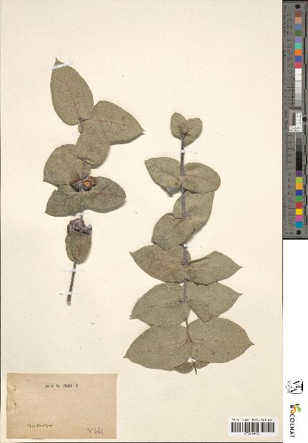 spécimen de Eucalyptus sp.