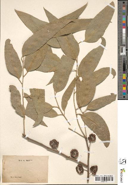spécimen de Eucalyptus sp.