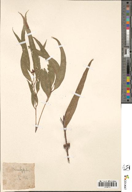 spécimen de Eucalyptus rostrata