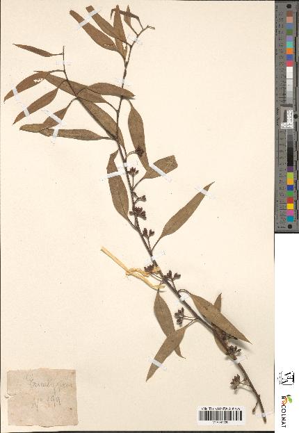 spécimen de Eucalyptus rostrata