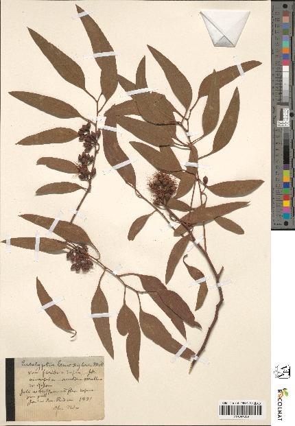 spécimen de Eucalyptus leucoxylon