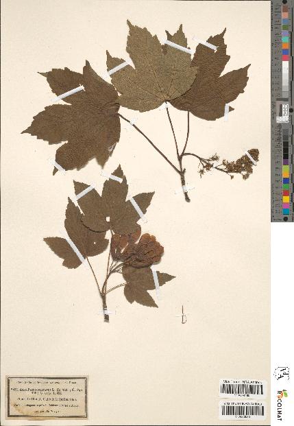 spécimen de Acer pseudoplatanus