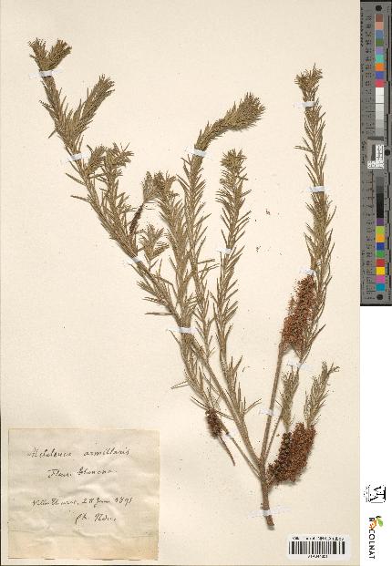 spécimen de Melaleuca armillaris