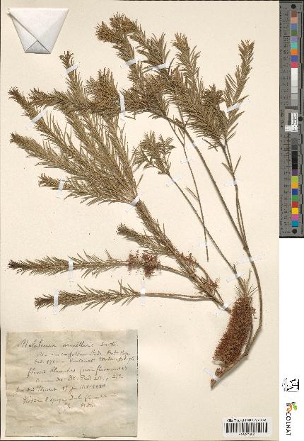 spécimen de Melaleuca armillaris