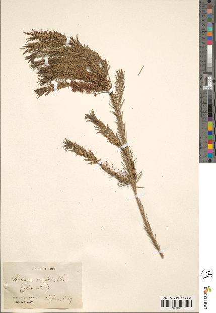 spécimen de Melaleuca armillaris