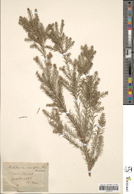 spécimen de Melaleuca ericifolia