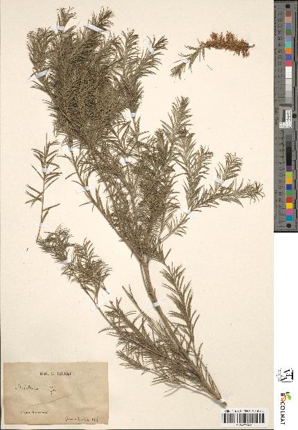 spécimen de Melaleuca ericifolia