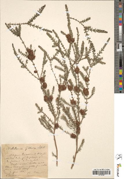 spécimen de Melaleuca gibbosa