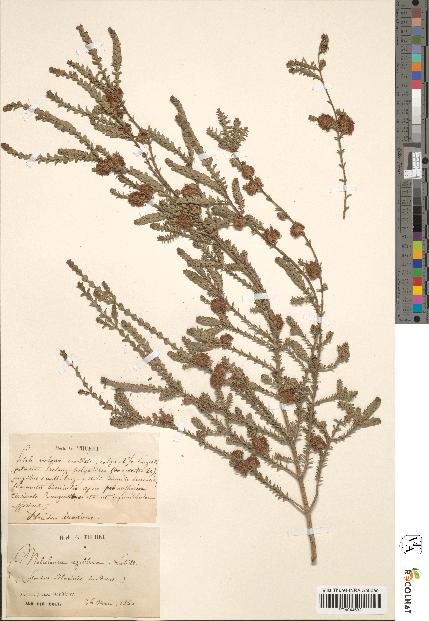 spécimen de Melaleuca gibbosa