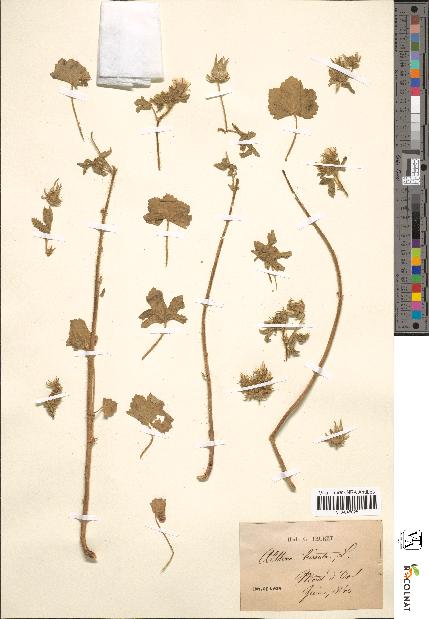spécimen de Althaea hirsuta