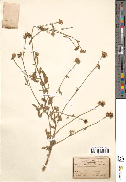 spécimen de Althaea cannabina