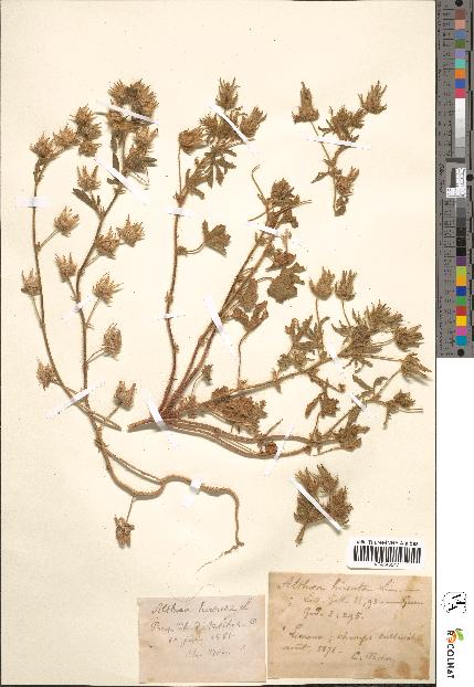 spécimen de Althaea hirsuta