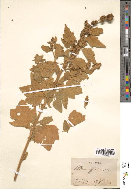 spécimen de Althaea officinalis