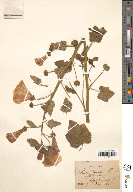spécimen de Lavatera trimestris