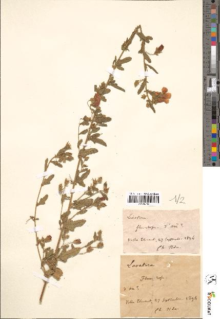 spécimen de Lavatera sp.