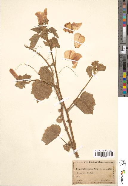 spécimen de Lavatera trimestris