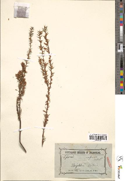 spécimen de Epacris impressa