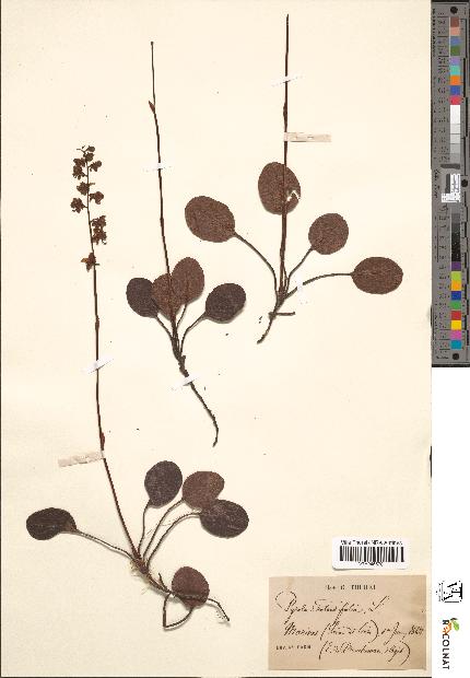 spécimen de Pyrola rotundifolia