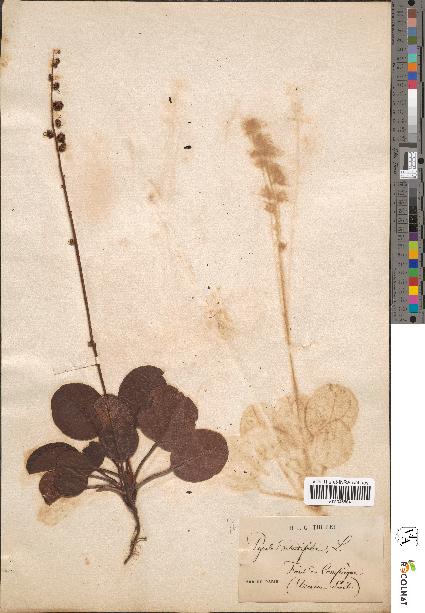 spécimen de Pyrola rotundifolia