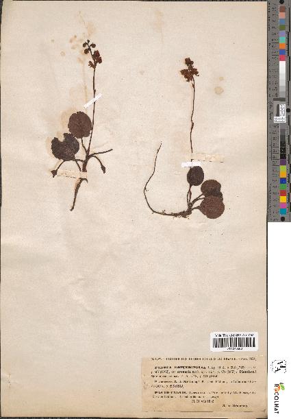 spécimen de Pyrola rotundifolia