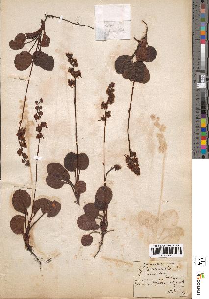 spécimen de Pyrola rotundifolia