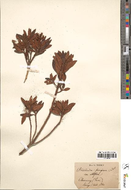 spécimen de Rhododendron ferrugineum