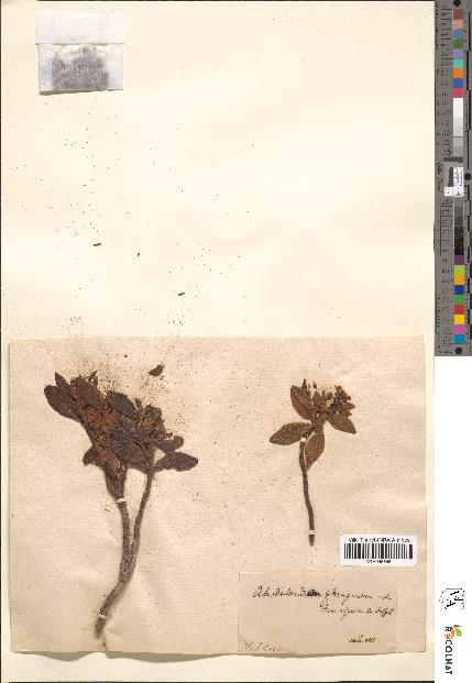 spécimen de Rhododendron ferrugineum