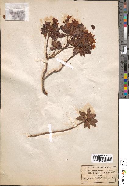 spécimen de Rhododendron hirsutum