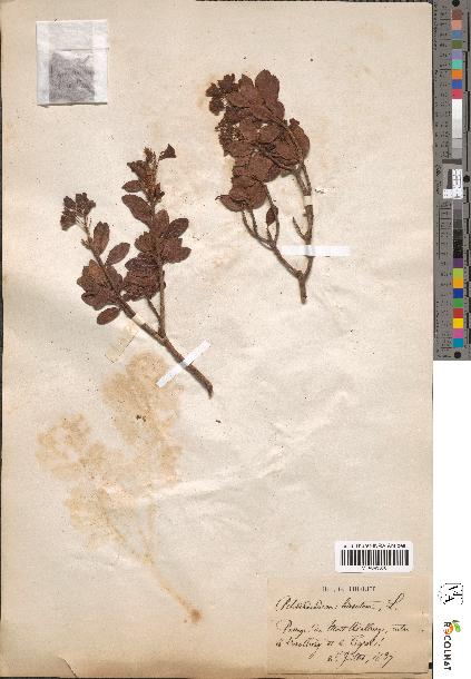 spécimen de Rhododendron hirsutum