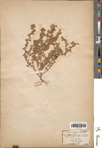 spécimen de Alchemilla arvensis