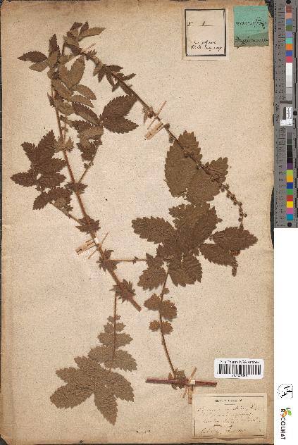 spécimen de Agrimonia eupatoria