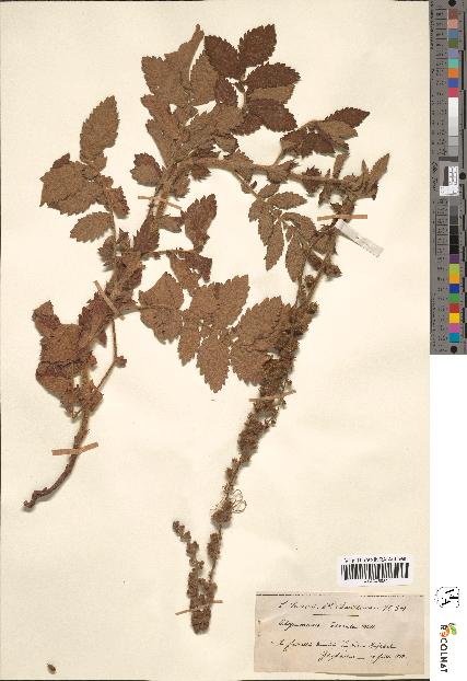 spécimen de Agrimonia odorata