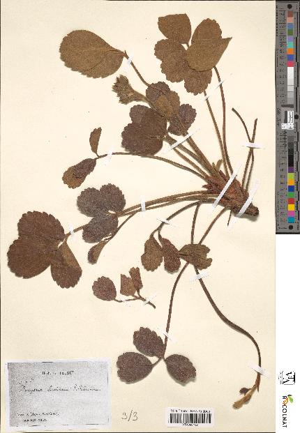 spécimen de Fragaria lucida