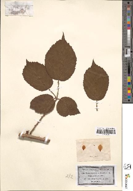 spécimen de Rubus piletostachys