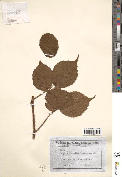 spécimen de Rubus polyacanthus