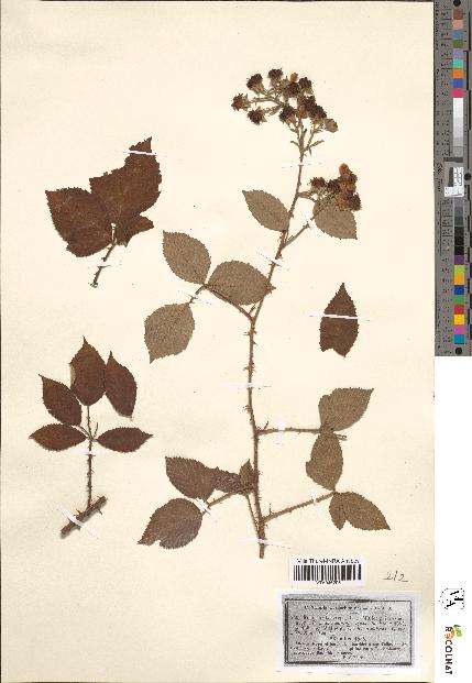 spécimen de Rubus incarnatus