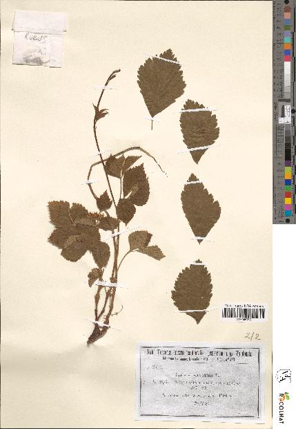 spécimen de Rubus saxatilis