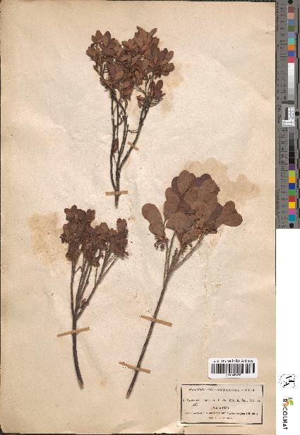 spécimen de Vaccinium uliginosum