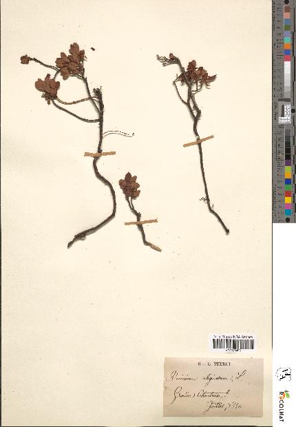 spécimen de Vaccinium uliginosum