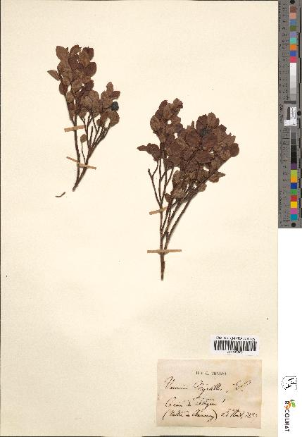 spécimen de Vaccinium myrtillus