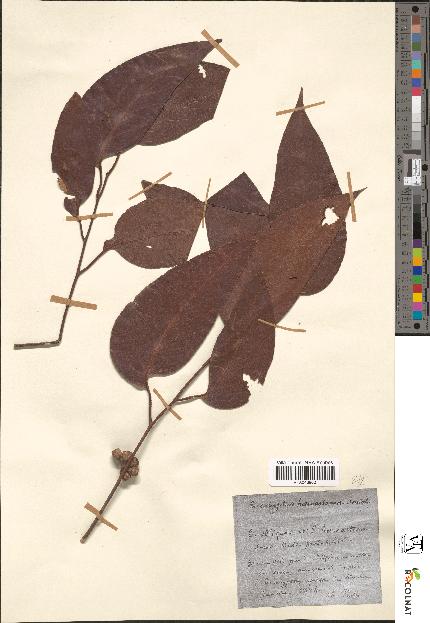 spécimen de Eucalyptus haemastoma